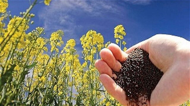 رونق کشت دانه‌هاي روغني در ابهر؛ پاسخي به چالش کم‌آبي