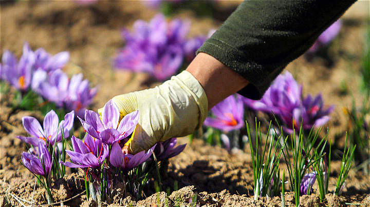 کاشت طلاي سرخ  فرصتي ويژه براي کارآفريني و اشتغال در زنجان