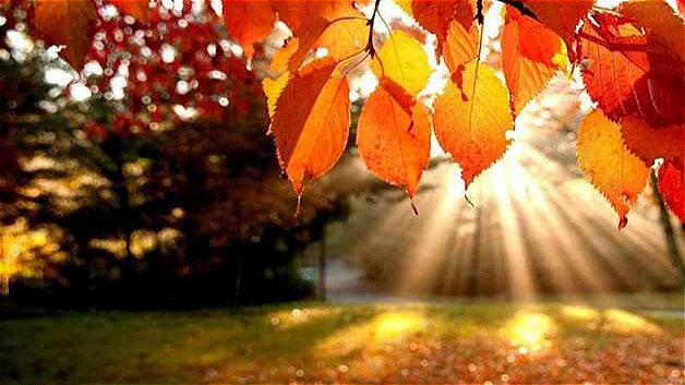 پاييز گونشينين سولغون ساريمتيل ايشيغي 