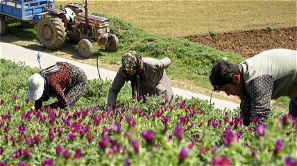 اختصاص ۱۴۰۰ هکتار از اراضی زنجان به کشت گیاهان دارویی