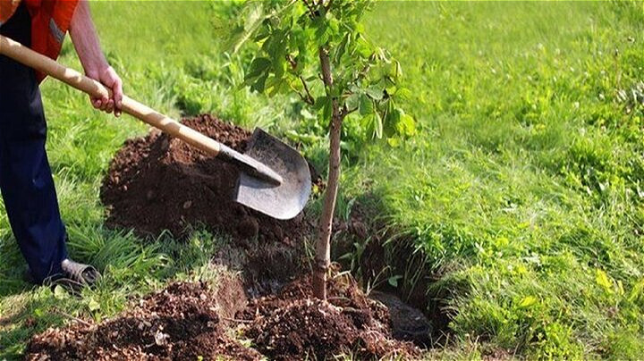  کاشت ۳۸٠ نهال در پارک ملی دریاچه ارومیه 