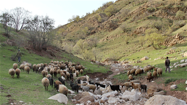 نفس مراتع در زنجان به شماره افتاد